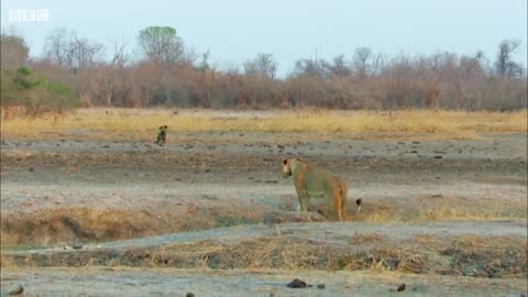 Wild Dogs vs Lioness: Who Will Win? | BBC Earth