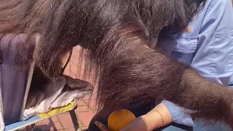 An orangutan who wants a cuddle
