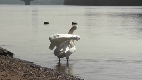 #Swan beautiful swimming music #beautifilul swan swimming