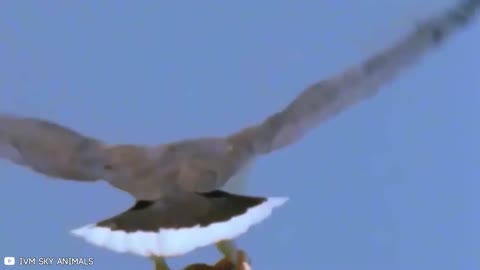 HAWKS ON THE HUNT