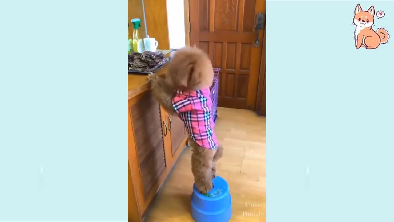 Try NOT to laugh Most adorable DOGS Funny DOGs