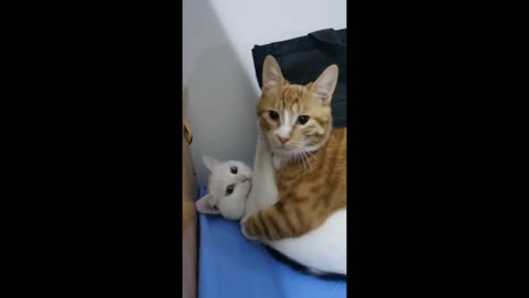 wadaawww caught