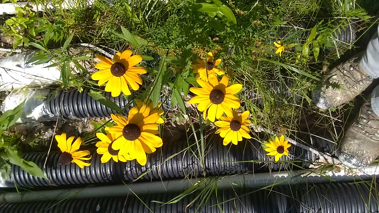 Black-eyed Susans