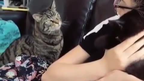 so jealous , Funny cat