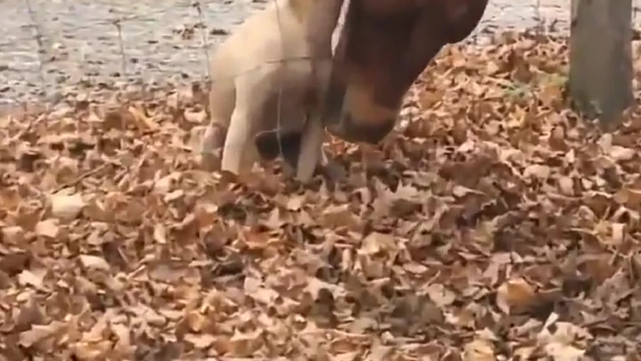 Bond between them is pure love ❤😘 | Horse and dog friendship