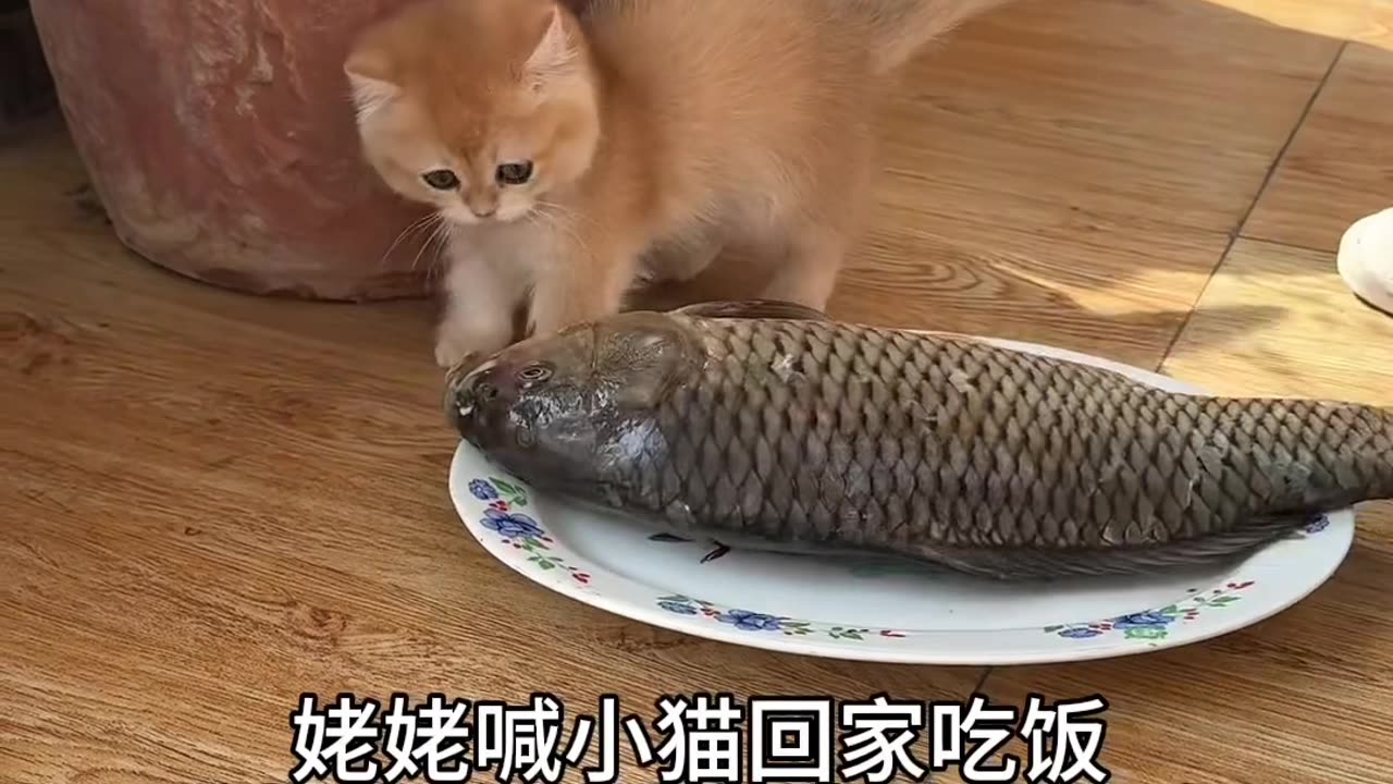 Kitten eats fish