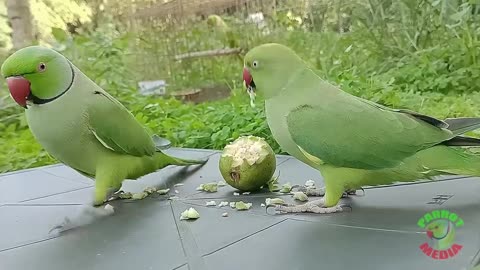 Parrot love with another parrot 🦜🤩❤️