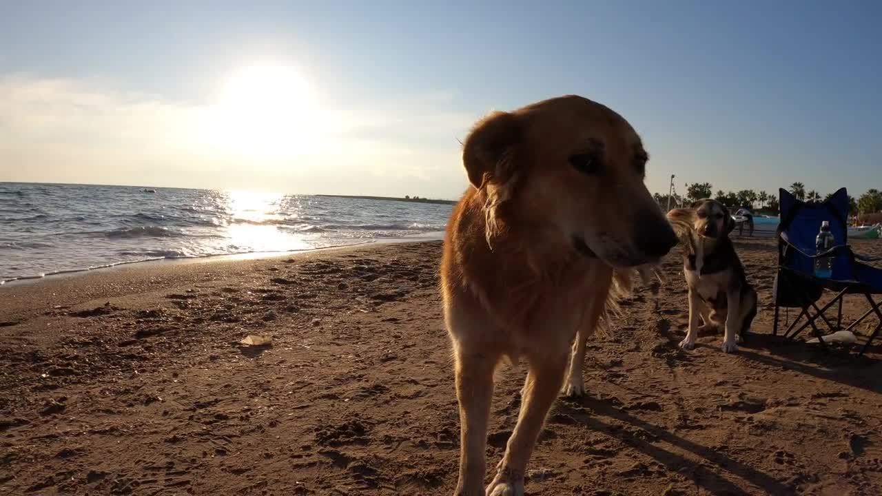 Super dog🐕🐕🐕 training in the morning