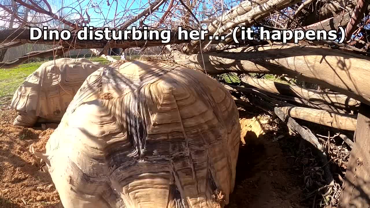 Tortoise Laying Eggs-4