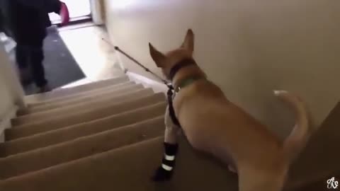 Funny videos of dogs. You will definitely enjoy watching the video.