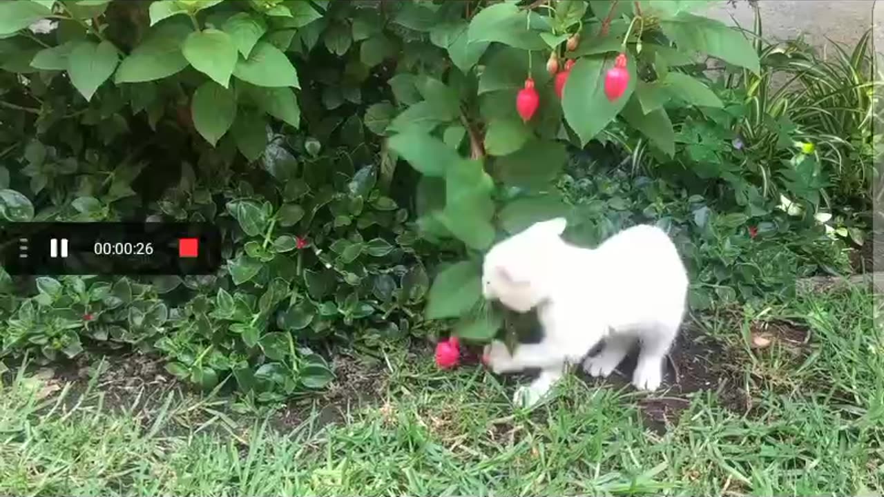 Cute cat