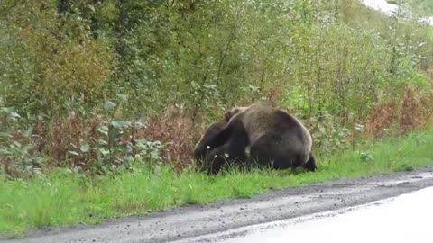 Epic grizzly bear fight!