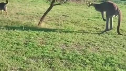 kangaroo vs human