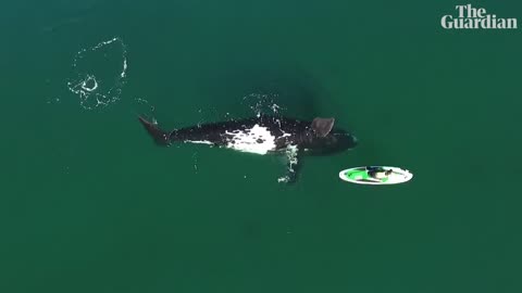 Curious southern right whale nudges paddleboarder in Argentina