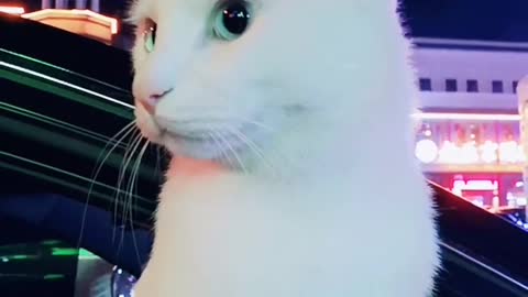 FUNNY CAT
