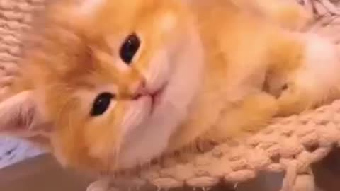 Lovely kitten. Trending shorts. Most funny cat video