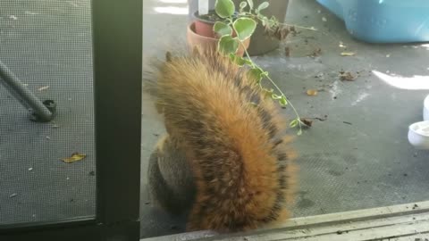 The squirrel hath returned _)