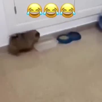 Funny Dogs, Cats and Animals Videos TRY Not to Laugh! # 55!