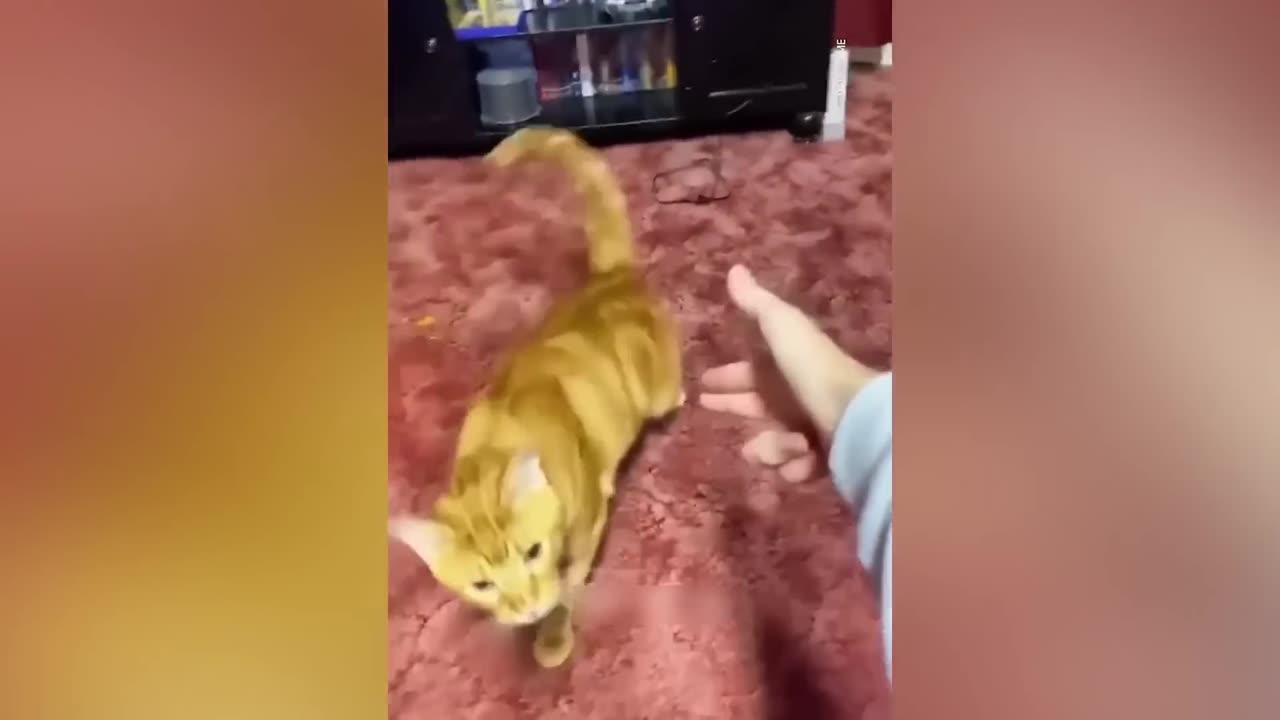 Funny cats compilation 2023 (part2)