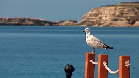 A lone gull