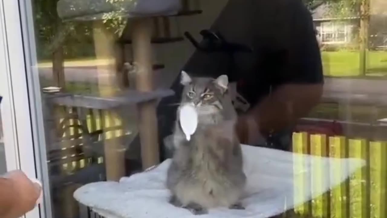 Funny and Cute Cats Videos #171