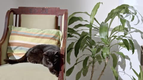 Two Pet Cats Resting Indoors