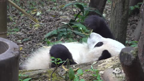 Lying down and eating bamboo