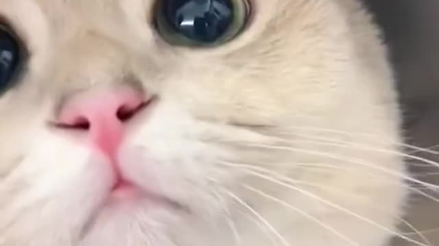 cute cat funny cat videos