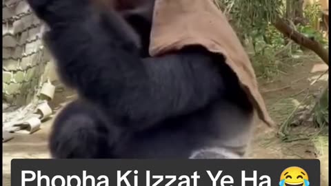 Funny Monkey Viral Video