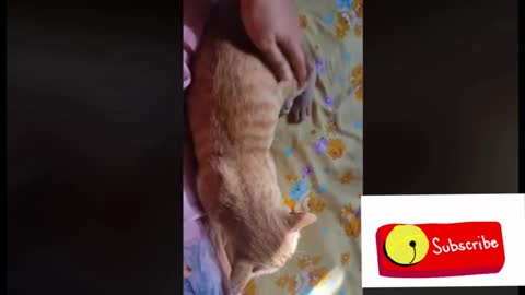 Funny and cute cat video