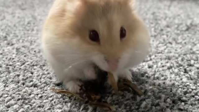Just a little nugget having the time of his life🐹❤️