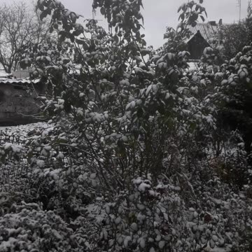 Giant Rose Bush in the Snow