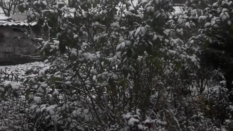 Giant Rose Bush in the Snow