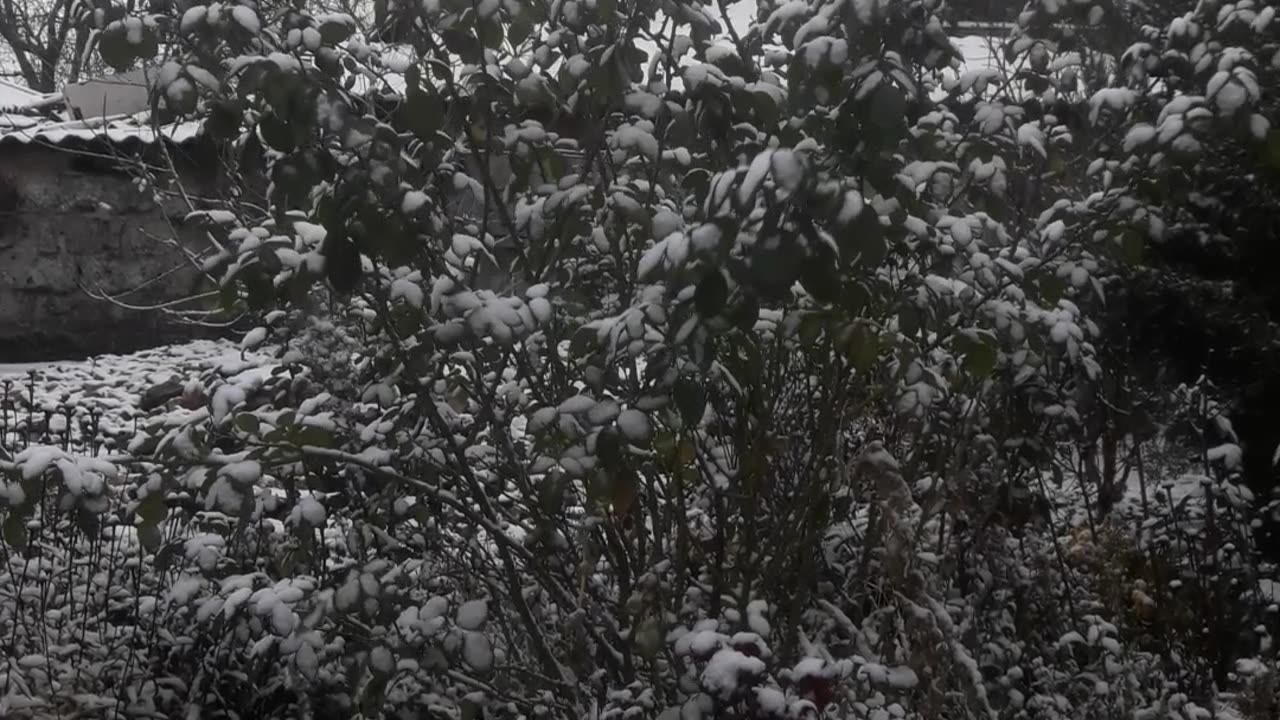 Giant Rose Bush in the Snow