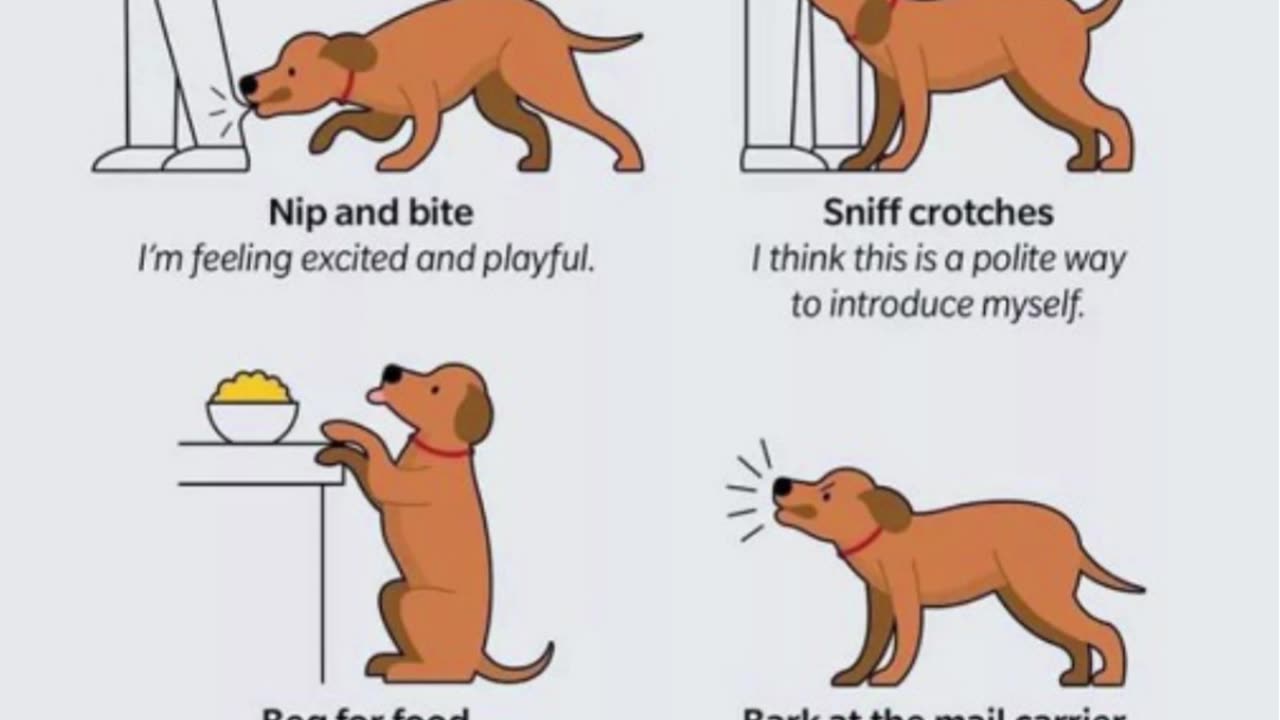 🐶🐾👀 Common Dog Behaviors Explained: What Your Pup is Trying to Tell You! 🗣️🤔👂