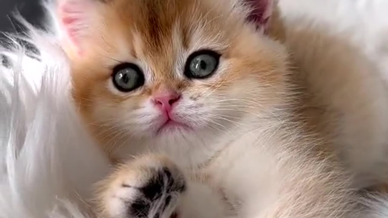 How sweet this cat!