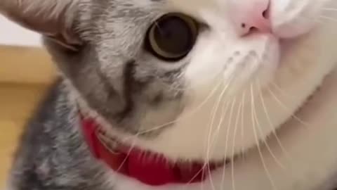 Cute cat