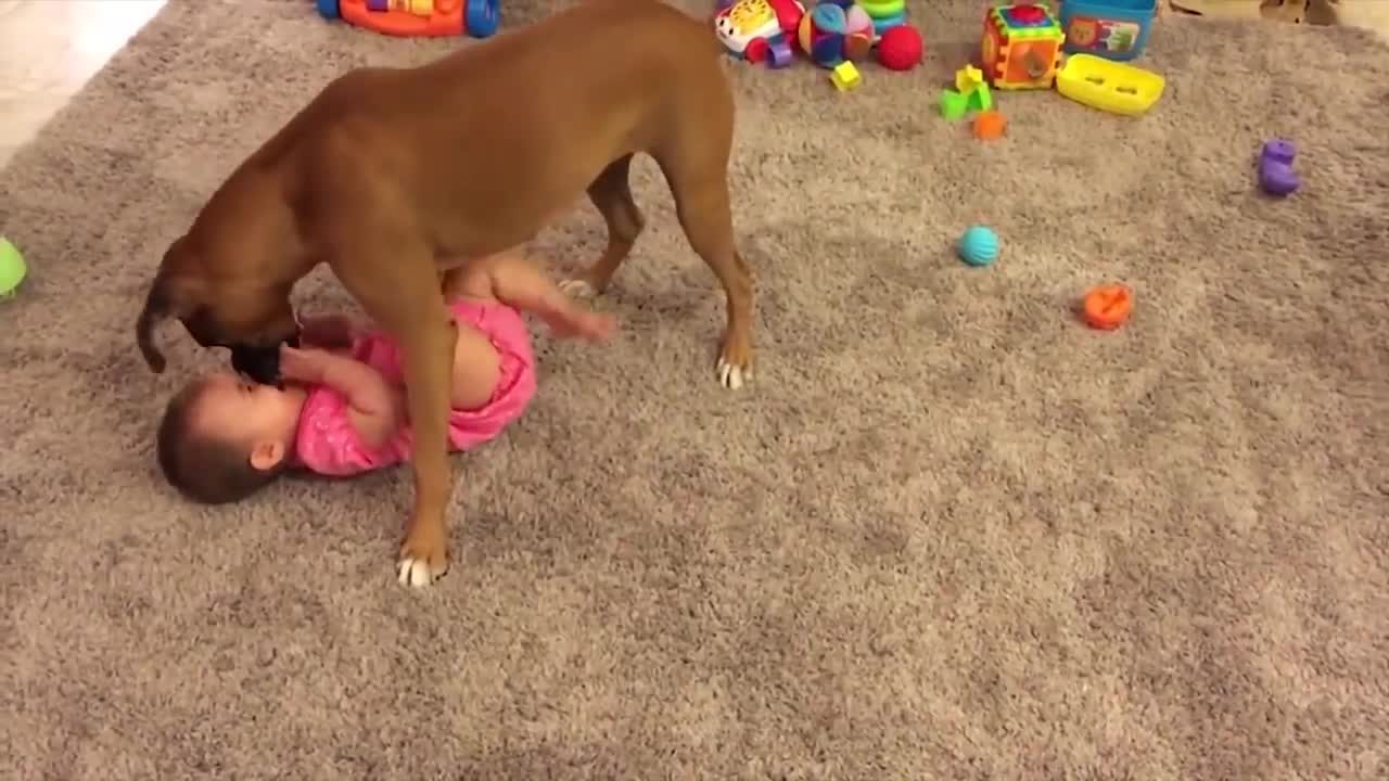 A dog tries to eat a baby in a funny way