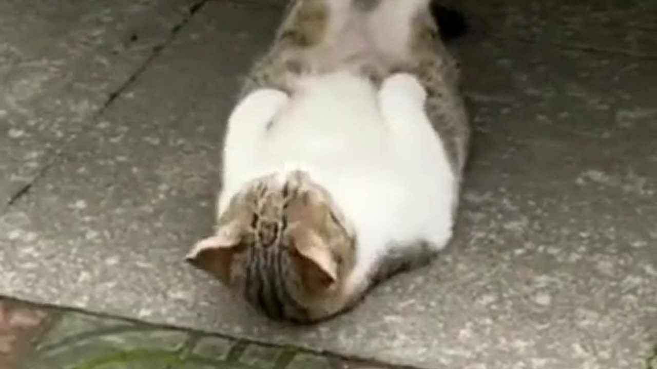 🐈🐈🐈🐈🐈🐈🐈🐈🐈 cat very funny video