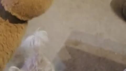 Ark of Grace: Chloe and Toby Comedy Act! FUNNY!!!