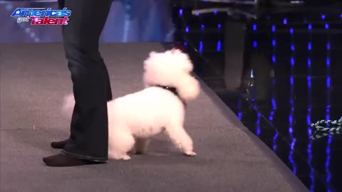 The Best Dog Auditions EVER On Got Talent From Around The World