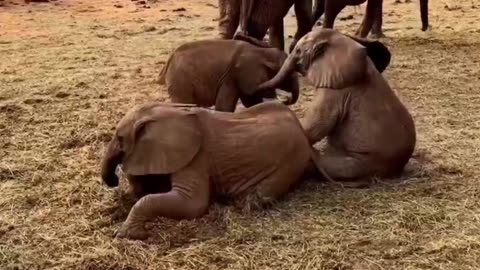 Baby Elephant Enjoying video