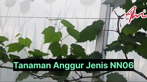 Tanaman Anggur Jenis NN-06