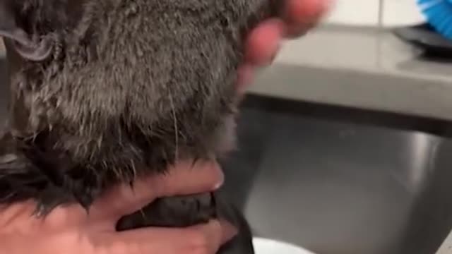 second one that's the longest meeeooowwww I have ever heard