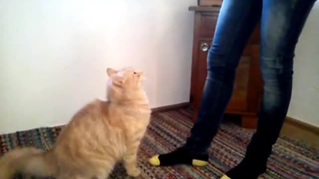 Funny cats 😁😁😁