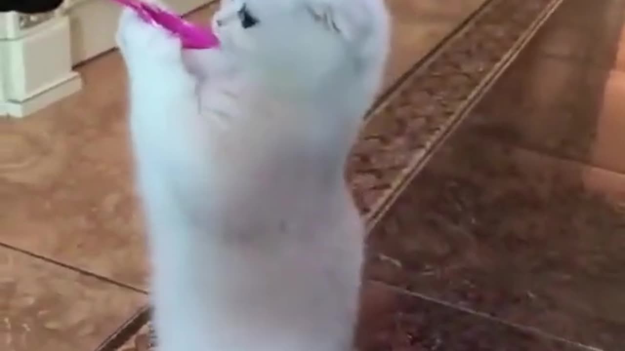 Funny animal video