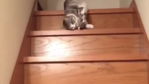 the way down the stairs