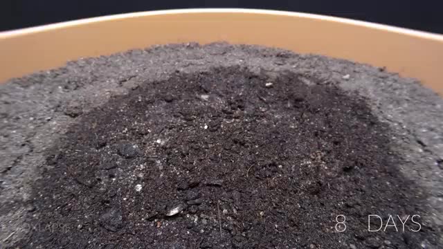 Growing Red Sunflower Time Lapse - Seed To Flower in 57 Days