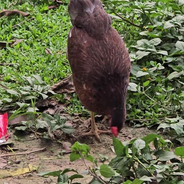 A charming children’s book where a wise old rooster challenges the farm animals with riddles.