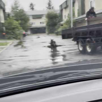 A dog on the car road